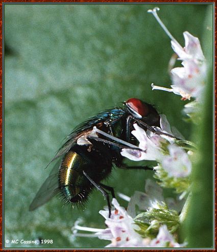 CassinoPhoto-Insect05-Blow Fly-sipping nectar on flower.jpg