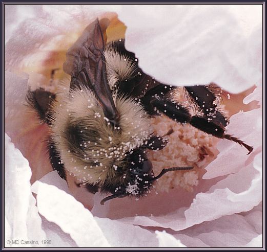 CassinoPhoto-Insect06-Bumblebee-bathing in white flower.jpg