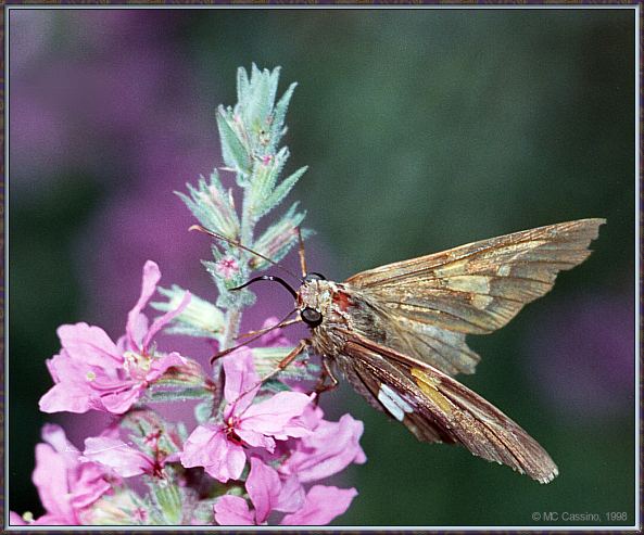 CassinoPhoto-Insect09-Silver Skipper Butterfly-on flower.jpg