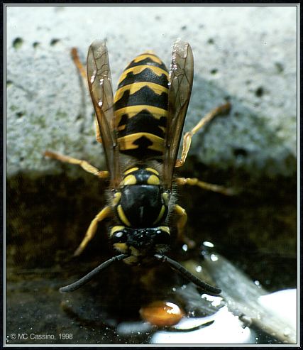 CassinoPhoto-Insect10-Hornet Wasp-drinking water on rock.jpg
