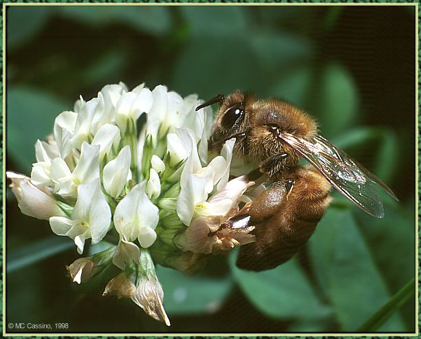 CassinoPhoto-Insect12-Honeybee-sipping nectar on flower.jpg