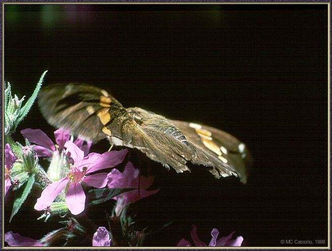 CassinoPhoto-Insect14-Silver Skipper Butterfly-in flight.jpg