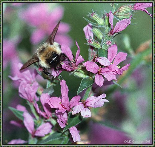 CassinoPhoto-Insect15-Bumblebee-sipping nectar on flower.jpg