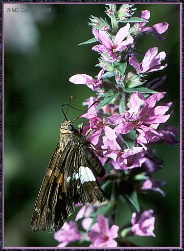 CassinoPhoto-Insect16-Silver Skipper Butterfly-on flower.jpg