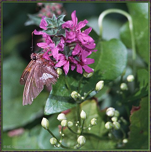 CassinoPhoto-Insect19-Silver Skipper Butterfly-on flower.jpg