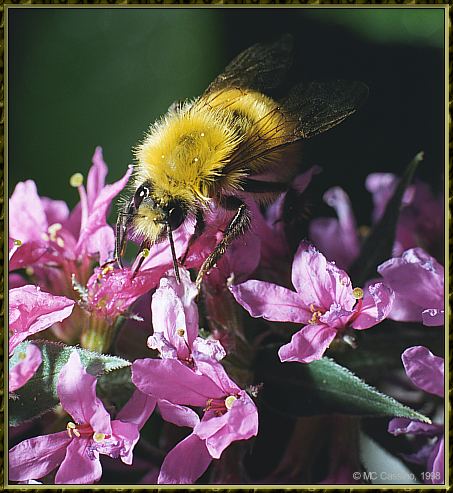 CassinoPhoto-Insect20-Bee Fly-sipping nectar on flower.jpg