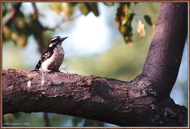 CassinoPhoto-JulyBird01-Downy Woodpecker-on branch.jpg