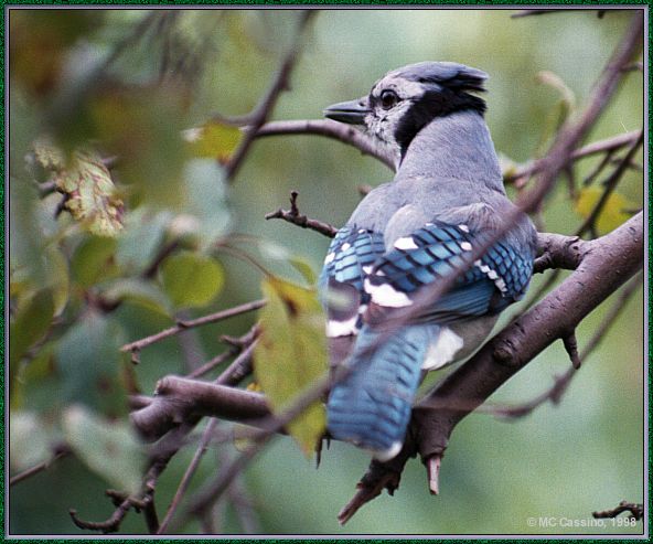 CassinoPhoto-JulyBird02-Blue Jay-perching on tree.jpg