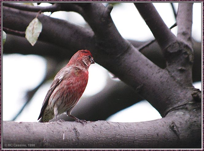 CassinoPhoto-JulyBird03-House Finch-male perching on tree.jpg