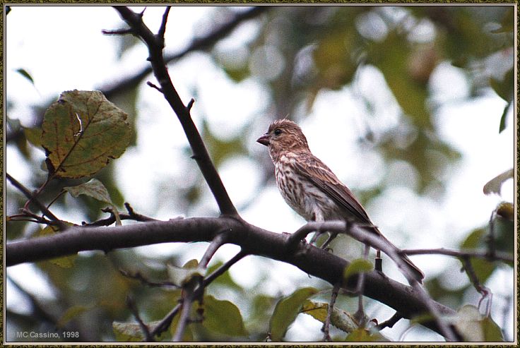 CassinoPhoto-JulyBird04-House Finch-female perching on tree.jpg
