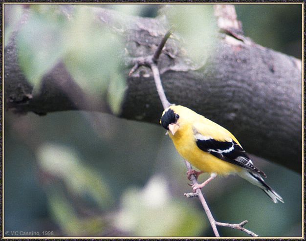 CassinoPhoto-JulyBird06-American Goldfinch-on thin branch.jpg