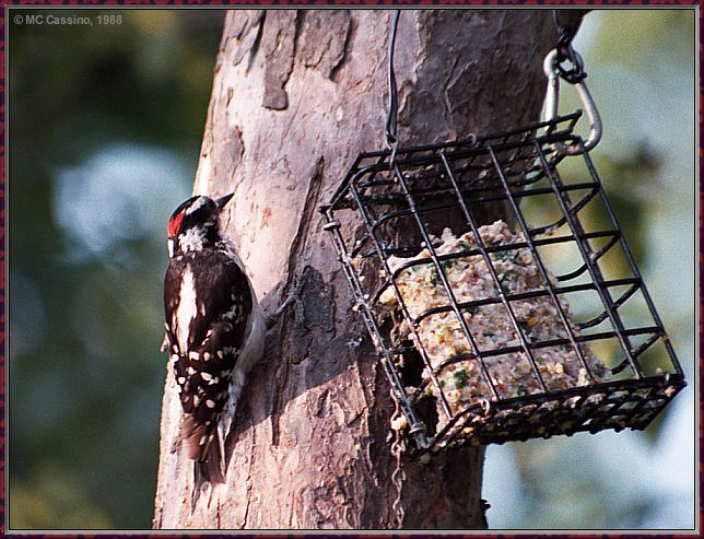 CassinoPhoto-JulyBird07-Downy Woodpecker-on trunk.jpg