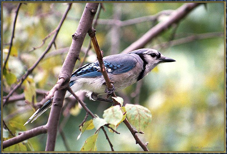 CassinoPhoto-JulyBird08-Blue Jay-perching on tree.jpg