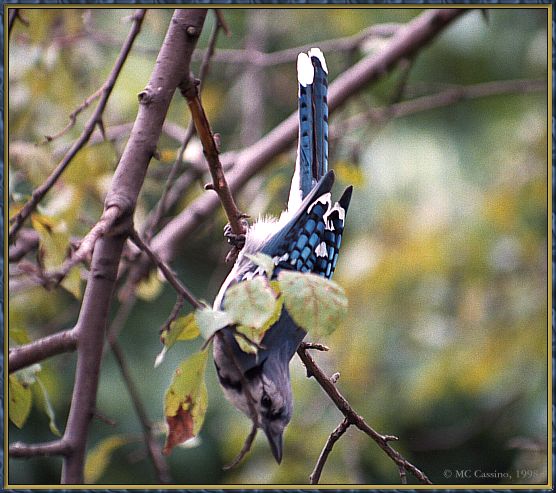 CassinoPhoto-JulyBird09-Blue Jay-looks down on tree.jpg
