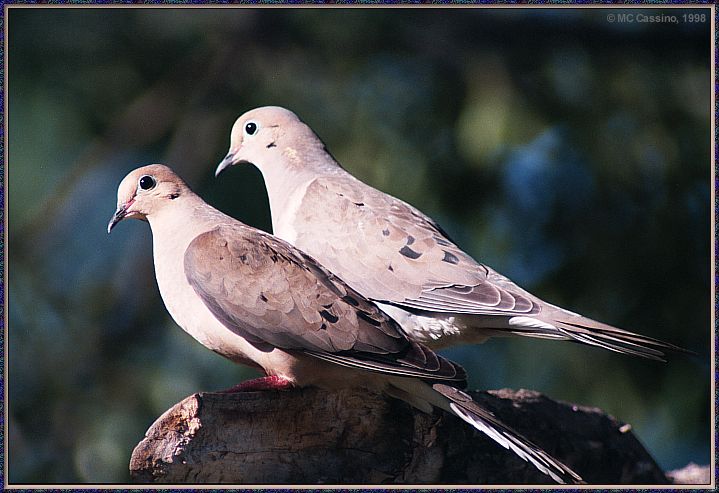 CassinoPhoto-JulyBird10-Mourning Doves-pair on log.jpg