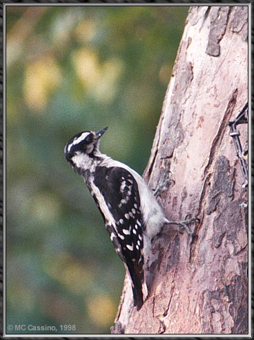 CassinoPhoto-JulyBird11-Downy Woodpecker-on trunk.jpg