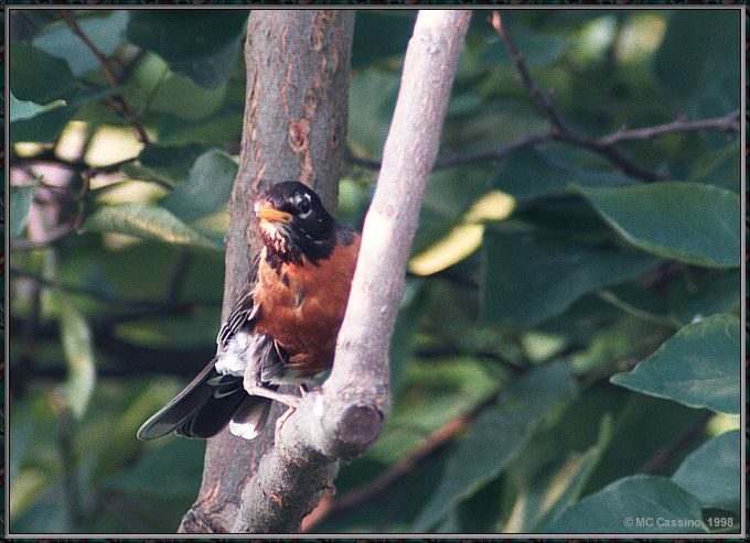CassinoPhoto-JulyBird12-American Robin-perching on tree.jpg