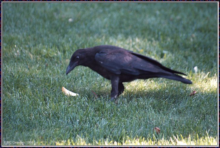 CassinoPhoto-JulyBird13-American Crow-foraging on grass.jpg
