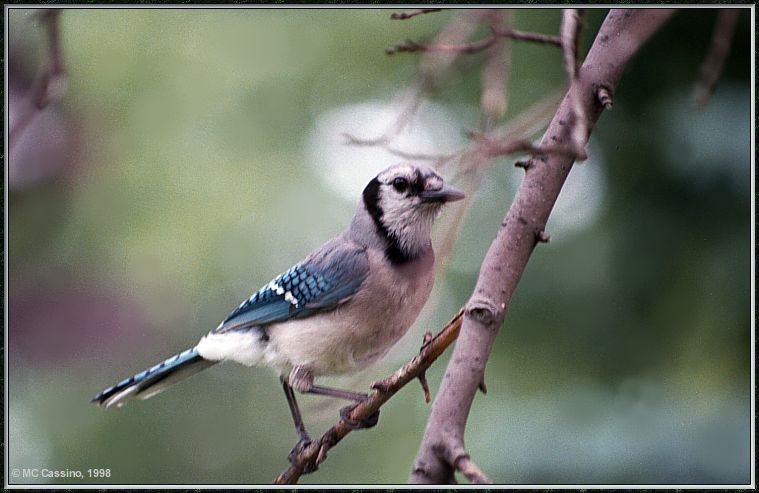 CassinoPhoto-JulyBird14-Blue Jay-perching on branch.jpg