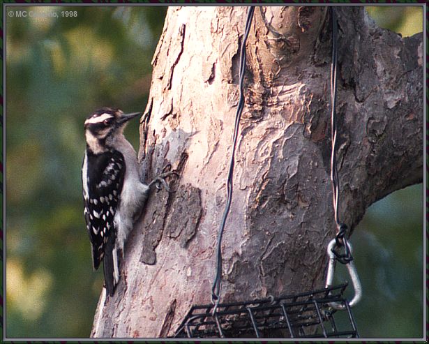 CassinoPhoto-JulyBird15-Downy Woodpecker-on trunk.jpg
