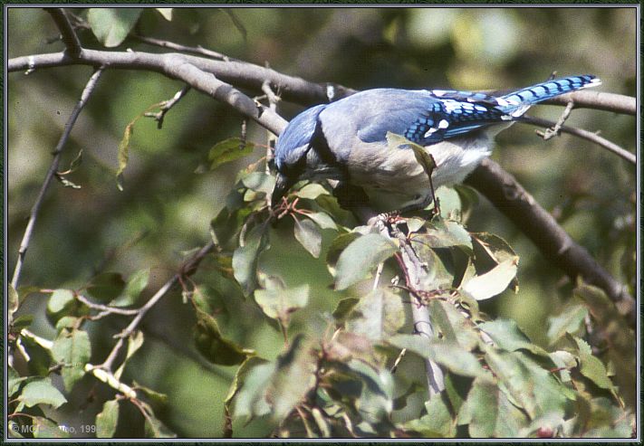 CassinoPhoto-JulyBird16-Blue Jay-foraging on tree.jpg
