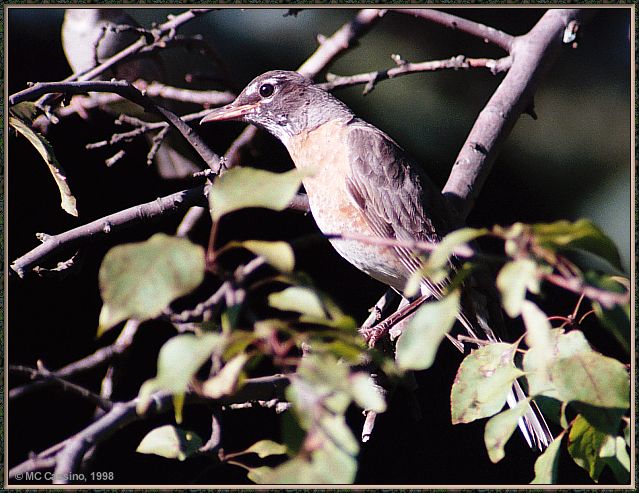 CassinoPhoto-JulyBird17-American Robin-perching on tree.jpg
