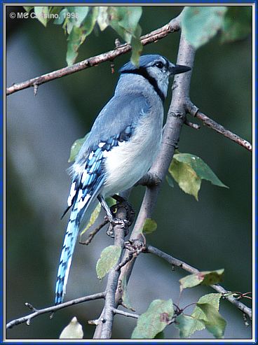 CassinoPhoto-JulyBird18-Blue Jay-perching on tree.jpg