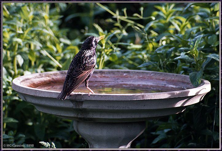 CassinoPhoto-JulyBird19-Starling-on fountain.jpg