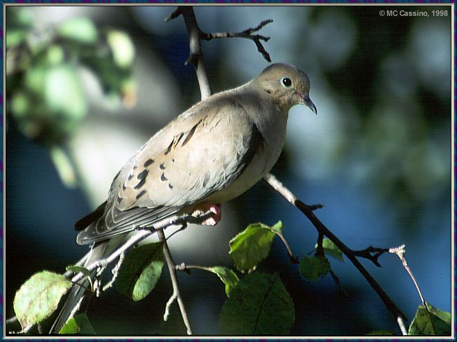 CassinoPhoto-JulyBird20-Mourning Dove-perching on branch.jpg