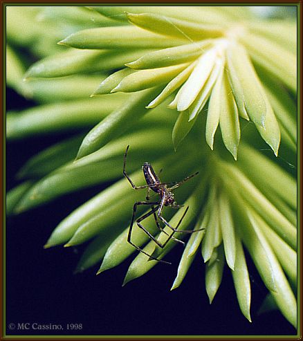 CassinoPhoto-JulyInsect03-Garden Spider-haning plant.jpg