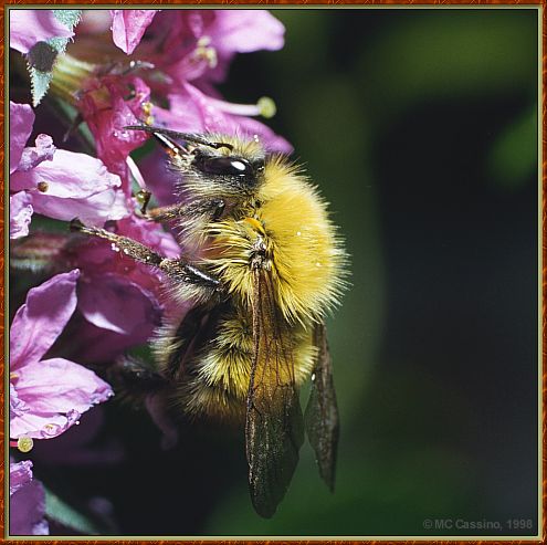 CassinoPhoto-JulyInsect04-Bee Fly-sipping nectar on flower.jpg
