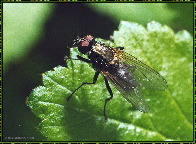 CassinoPhoto-JulyInsect05-House Fly-sitting on leaf.jpg