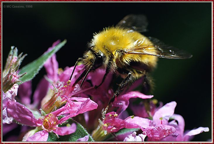 CassinoPhoto-JulyInsect06-Bee Fly-sipping nectar on flower.jpg