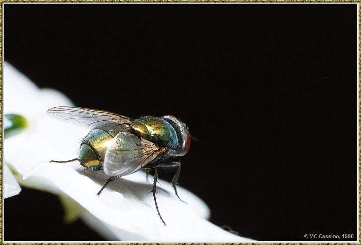 CassinoPhoto-JulyInsect07-Blow Fly-sitting on white petal.jpg