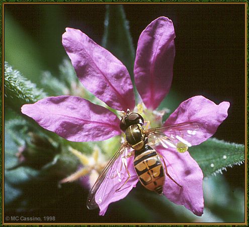 CassinoPhoto-JulyInsect08-Syrphid Fly-sipping nectar on flower.jpg