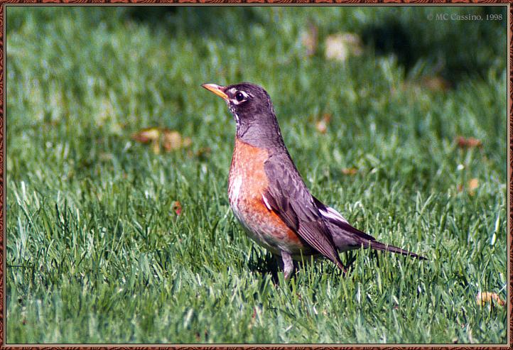 CassinoPhoto-JuneBird01-American Robin-on grass.jpg