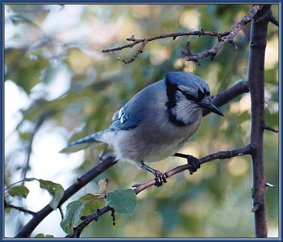CassinoPhoto-JuneBird04-Blue Jay-perching on branch.jpg