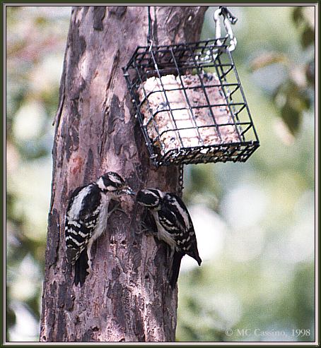 CassinoPhoto-JuneBird05-Downy Woodpecker-pair under bird feeder.jpg