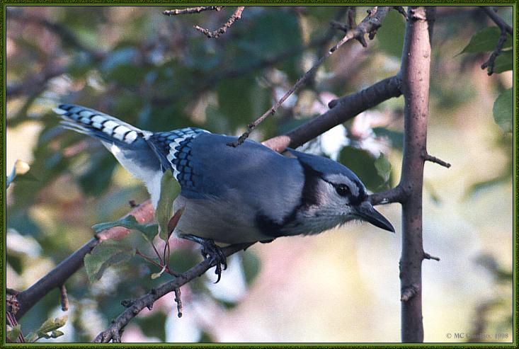 CassinoPhoto-JuneBird06-Blue Jay-perching on branch.jpg