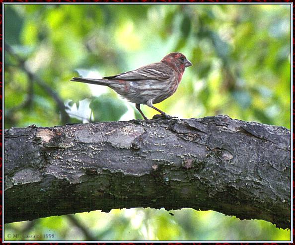 CassinoPhoto-JuneBird07-House Finch-male on branch.jpg