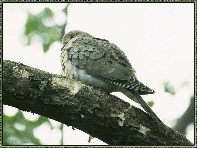 CassinoPhoto-JuneBird08-Mourning Dove-juvenile on branch.jpg
