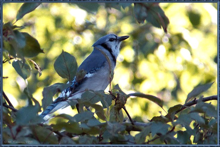 CassinoPhoto-JuneBird09-Blue Jay-perching on tree.jpg