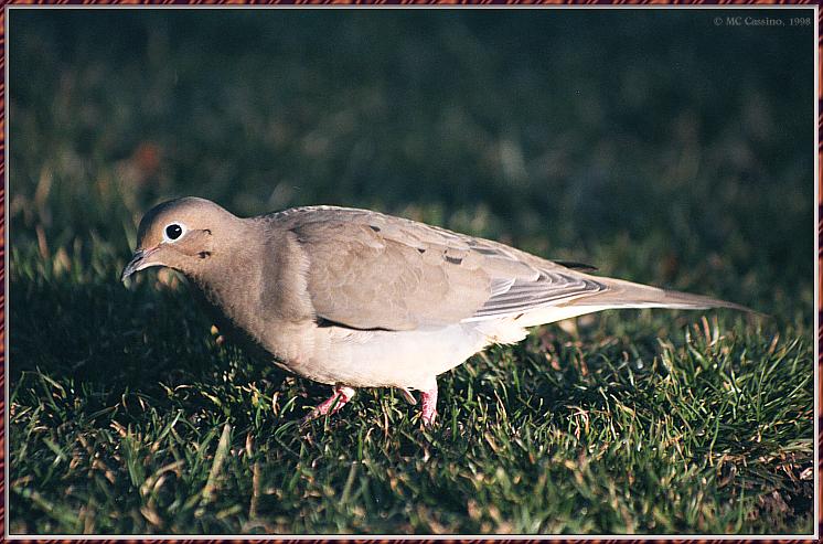 CassinoPhoto-JuneBird10-Mourning Dove-foraging on grass.jpg
