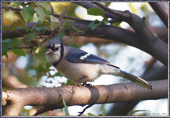 CassinoPhoto-JuneBird11-Blue Jay-perching on branch.jpg