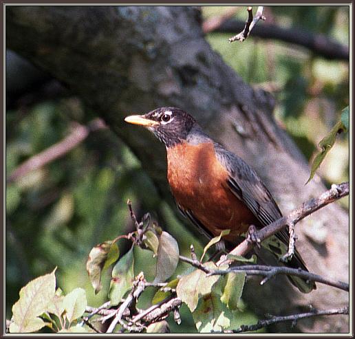 CassinoPhoto-JuneBird12-American Robin-perching on branch.jpg