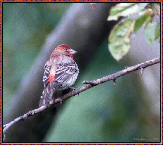 CassinoPhoto-JuneBird13-House Finch-male on branch.jpg
