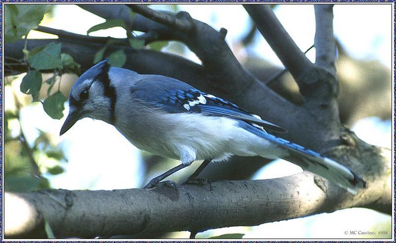CassinoPhoto-JuneBird14-Blue Jay-perching on branch.jpg