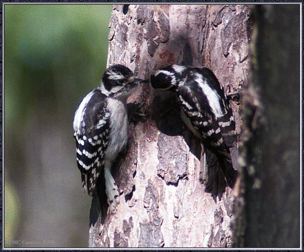 CassinoPhoto-JuneBird15-Downy Woodpecker-pair on trunk.jpg