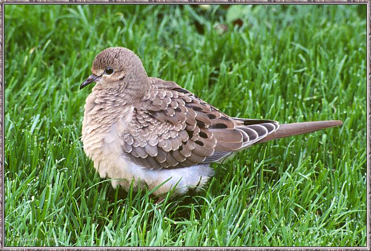 CassinoPhoto-JuneBird16-Mourning Dove-juvenile on grass.jpg