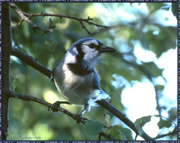 CassinoPhoto-JuneBird17-Blue Jay-perching on branch.jpg